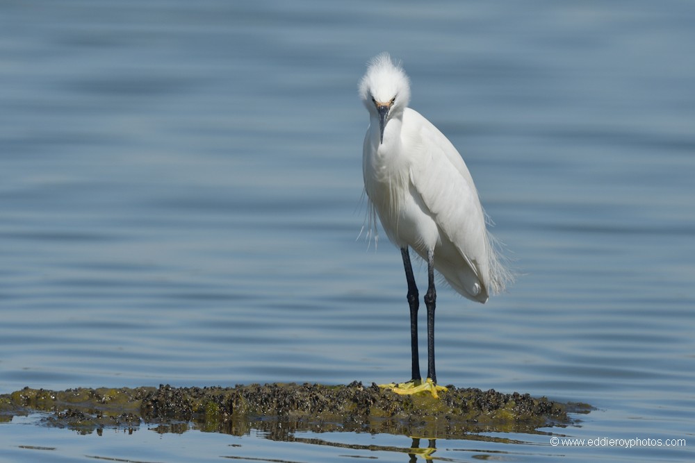 Aigrette garzette