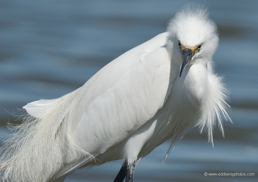 Aigrette garzette
