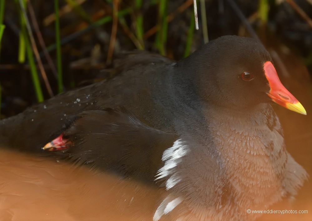 Gallinules poules d'eau