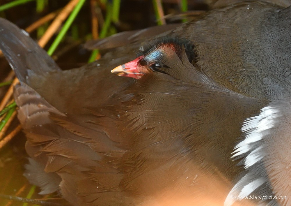 Gallinules poules d'eau