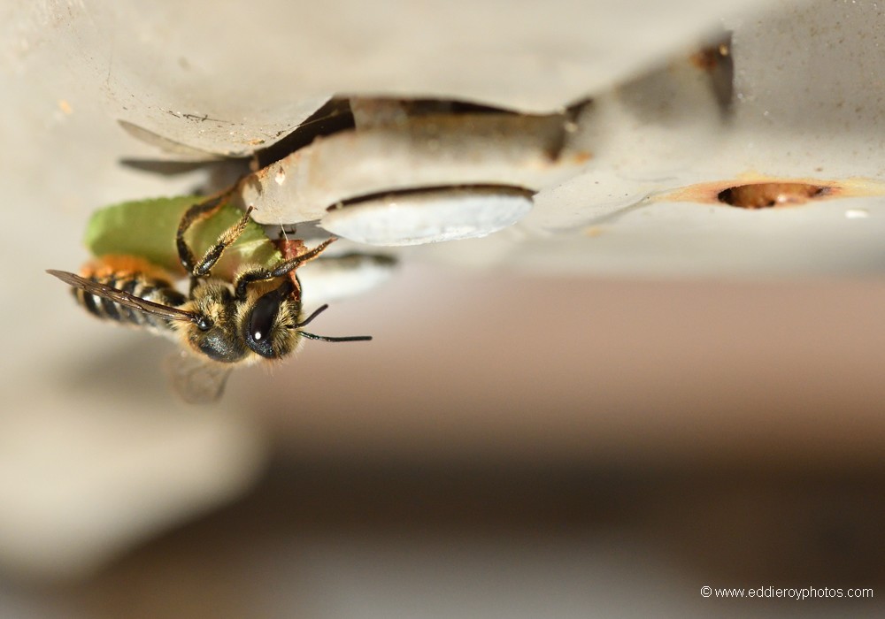 Abeille coupeuse de feuilles