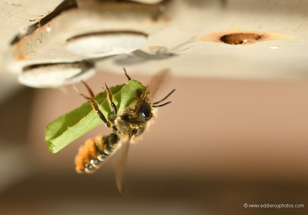 Abeille coupeuse de feuilles