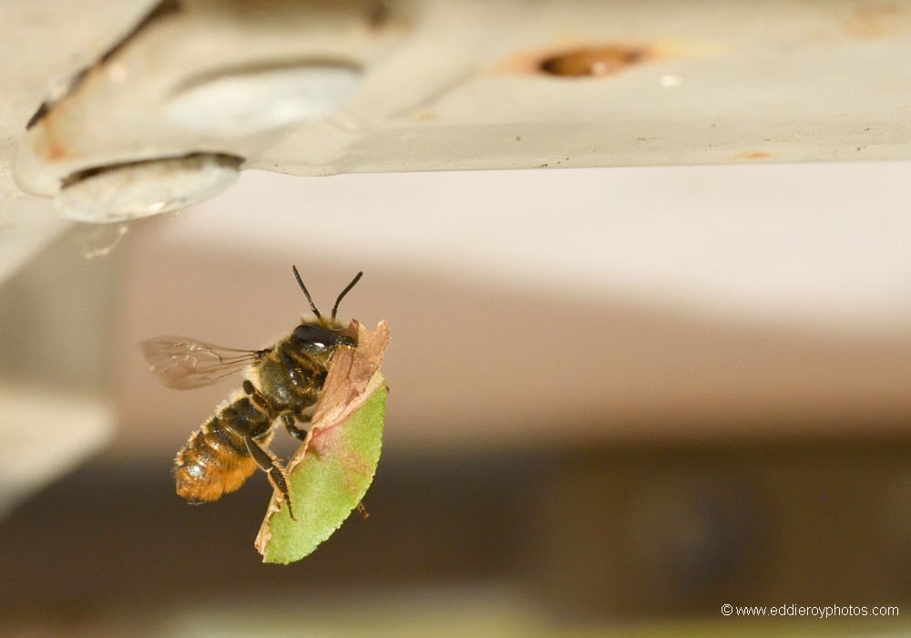 Abeille coupeuse de feuilles