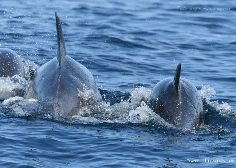 Grands dauphins