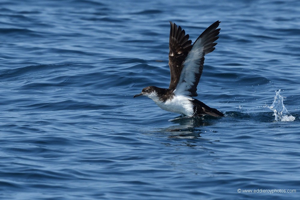 Puffin des anglais