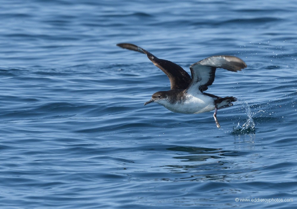 Puffin des anglais