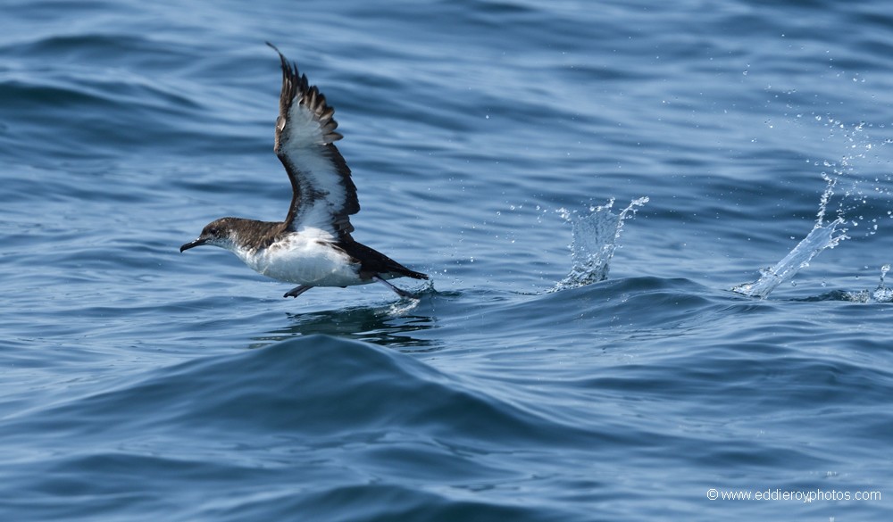 Puffin des anglais