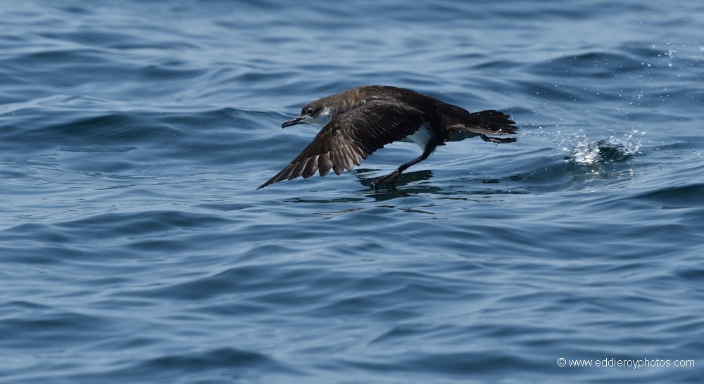 Puffin des anglais