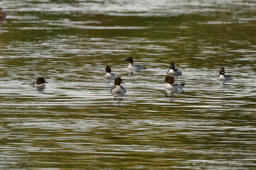 Garrots à oeil d'or
