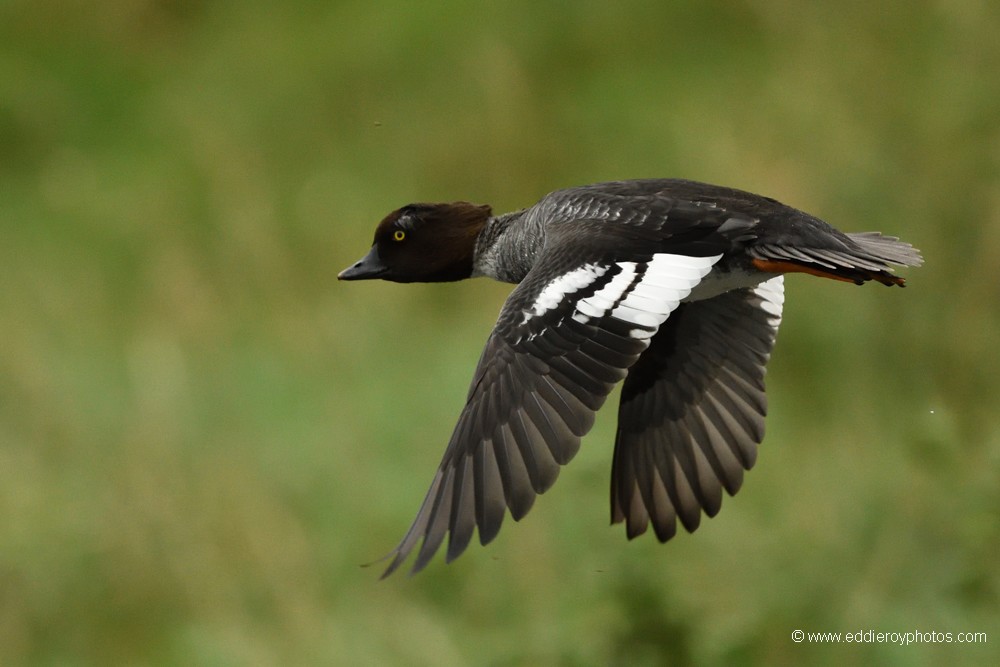 Garrot à œil d'or femelle