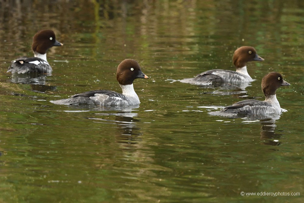 Garrots à œil d'or juvéniles