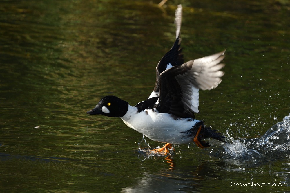 Garrot à œil d'or mâle