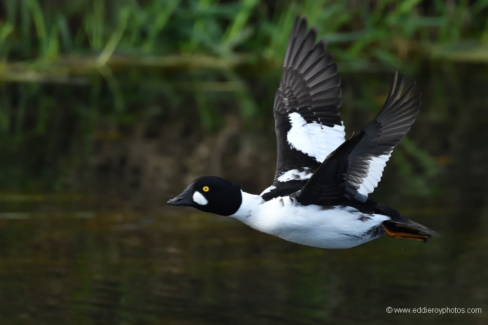 Garrot à œil d'or mâle