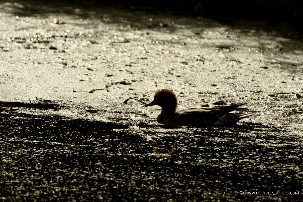 Canard siffleur