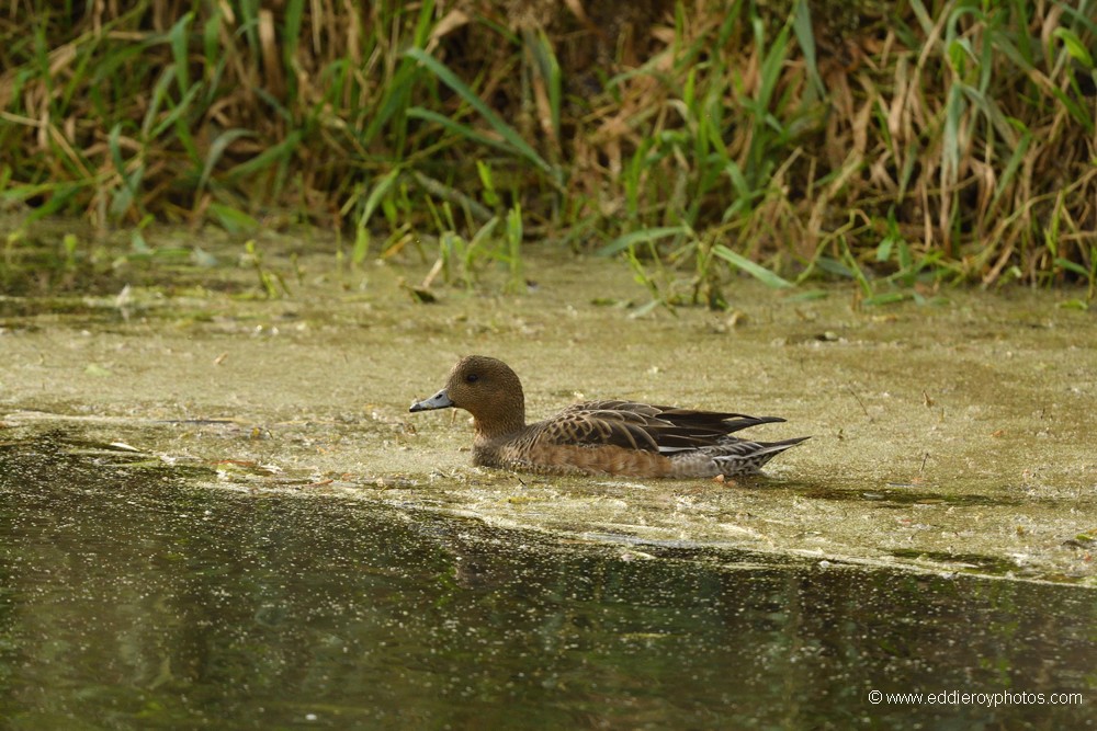 Jeune Canard siffleur
