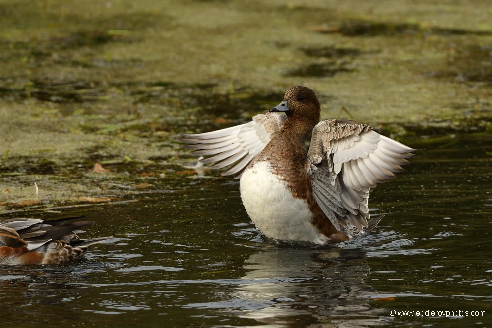 Jeune Canard siffleur