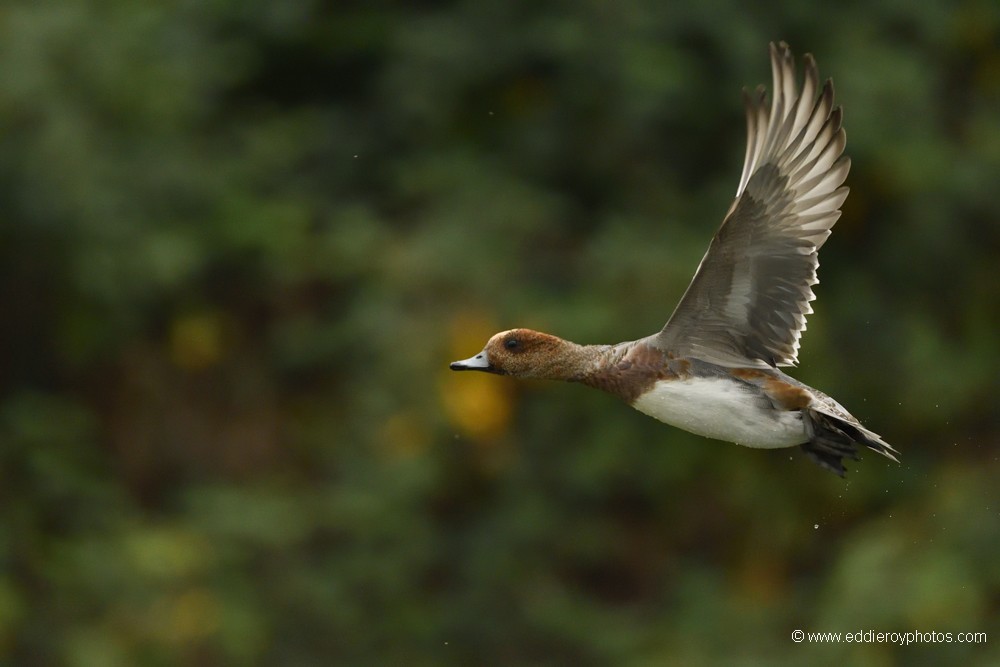 Canard siffleur mâle