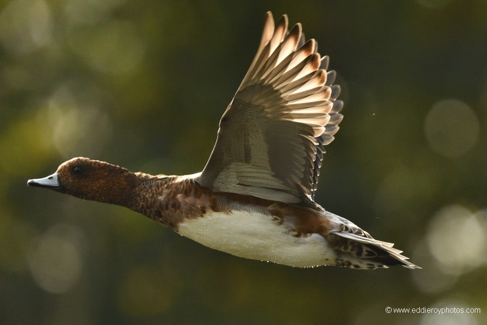 Canard siffleur mâle