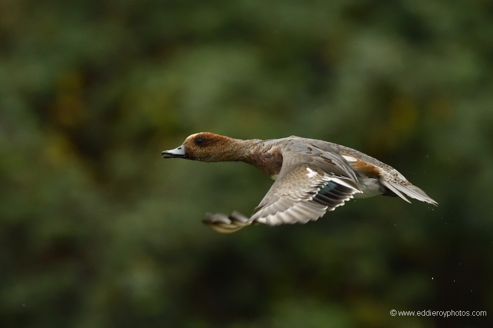 Canard siffleur mâle