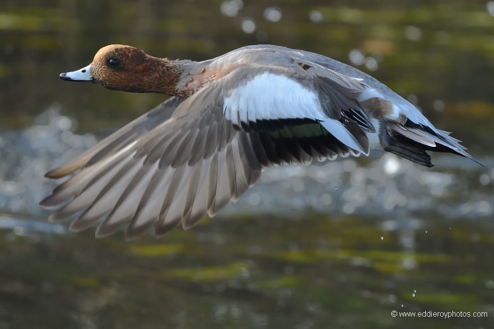Canard siffleur mâle