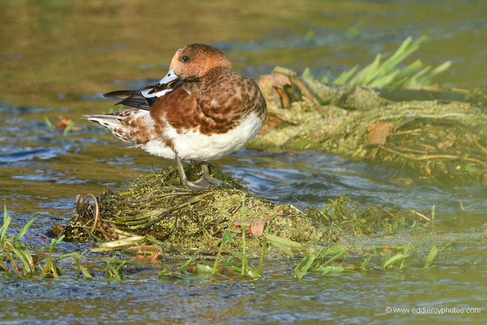 Canard siffleur mâle