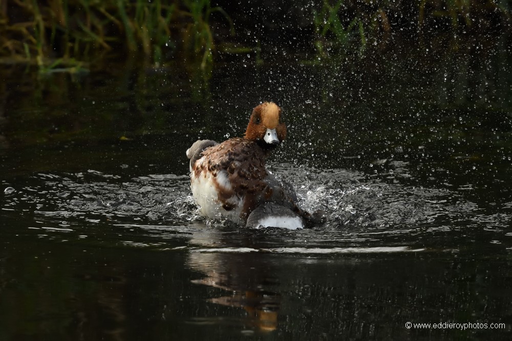 Canard siffleur mâle