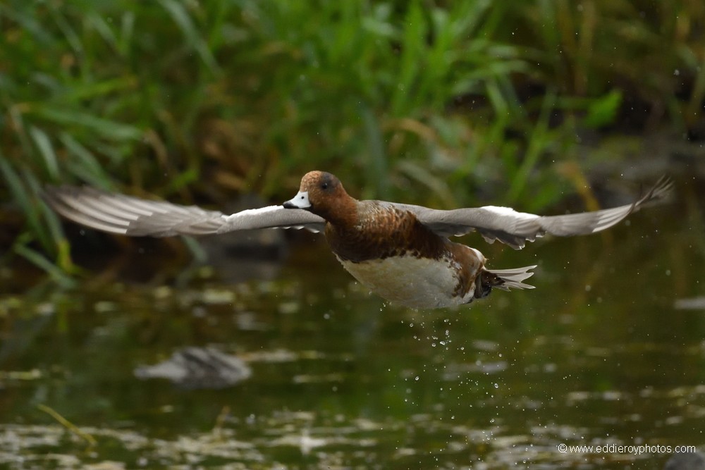 Canard siffleur mâle