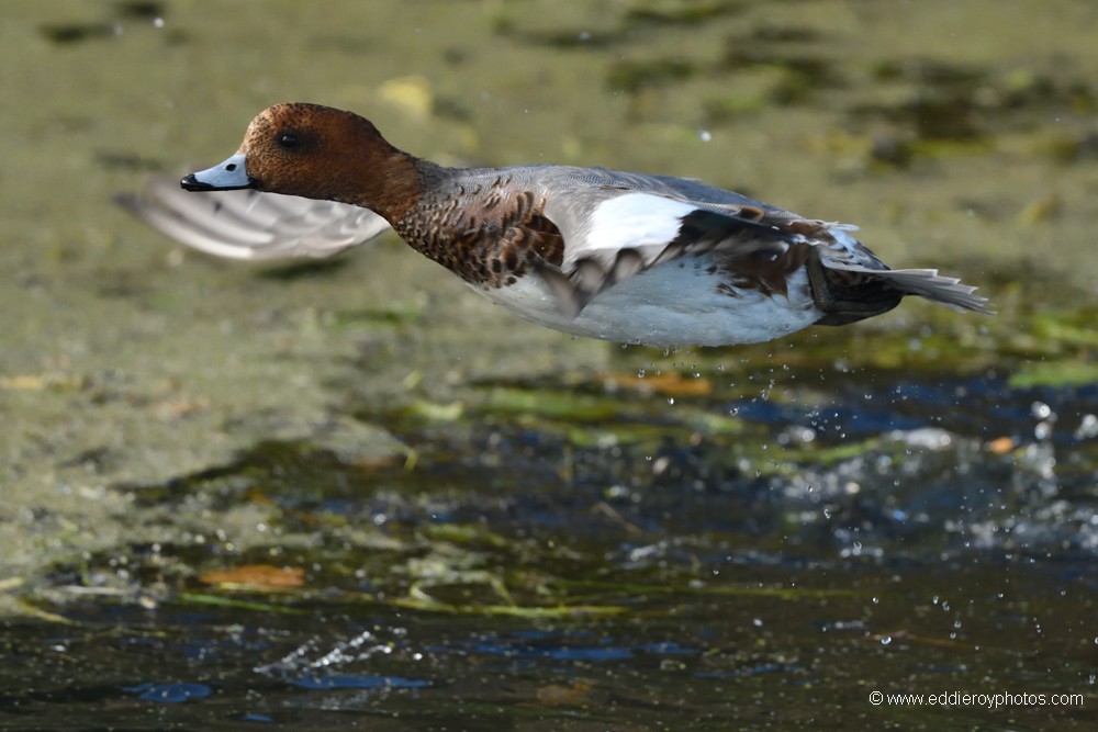 Canard siffleur mâle