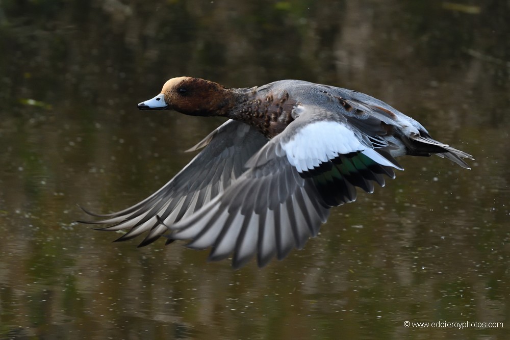 Canard siffleur mâle