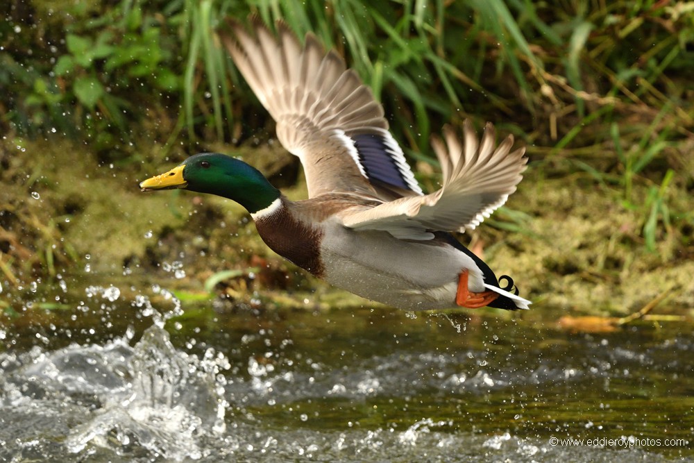 Canard colvert mâle