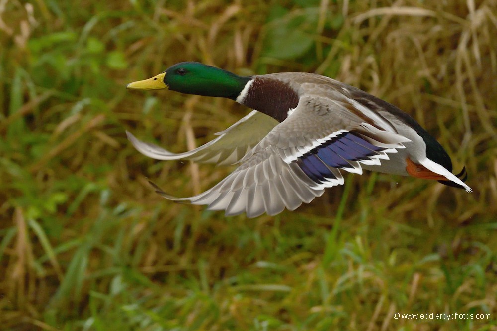 Canard colvert mâle