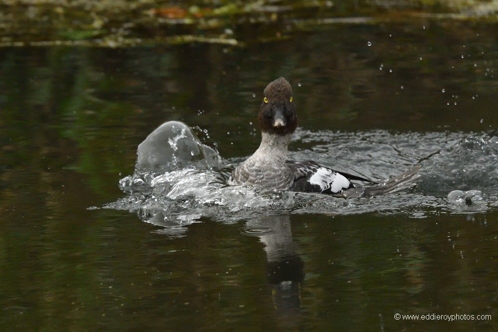 Garrot à œil d'or mâle
