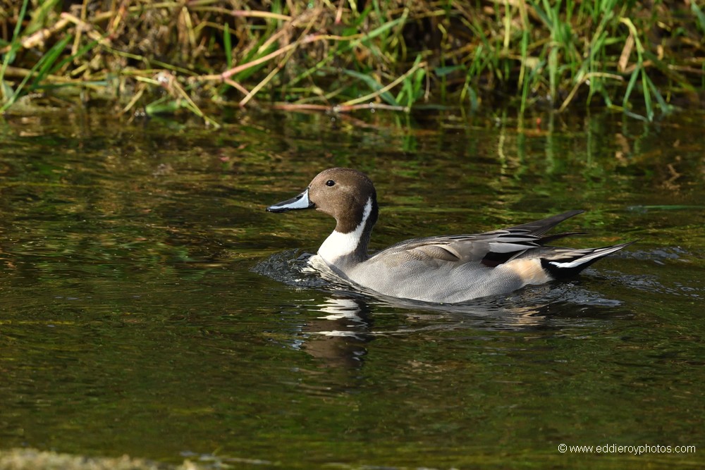 Canard pilet mâle