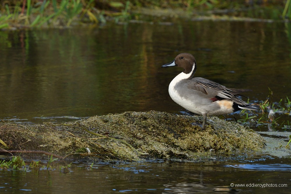 Canard pilet mâle