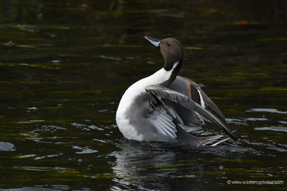 Canard pilet mâle
