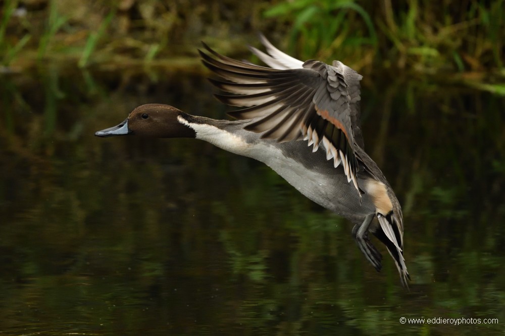 Canard pilet mâle