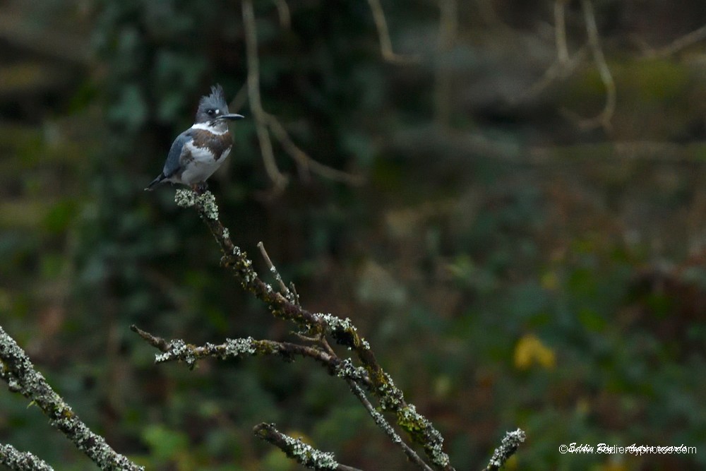 Martin pêcheur d'Amérique