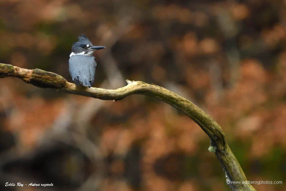Martin pêcheur d'Amérique