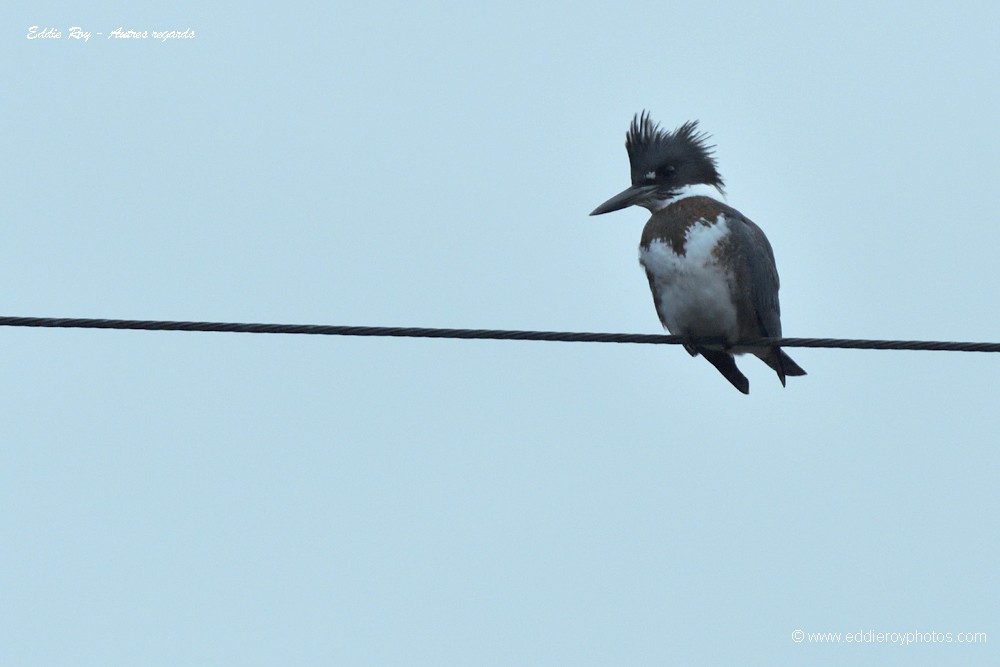 Martin pêcheur d'Amérique