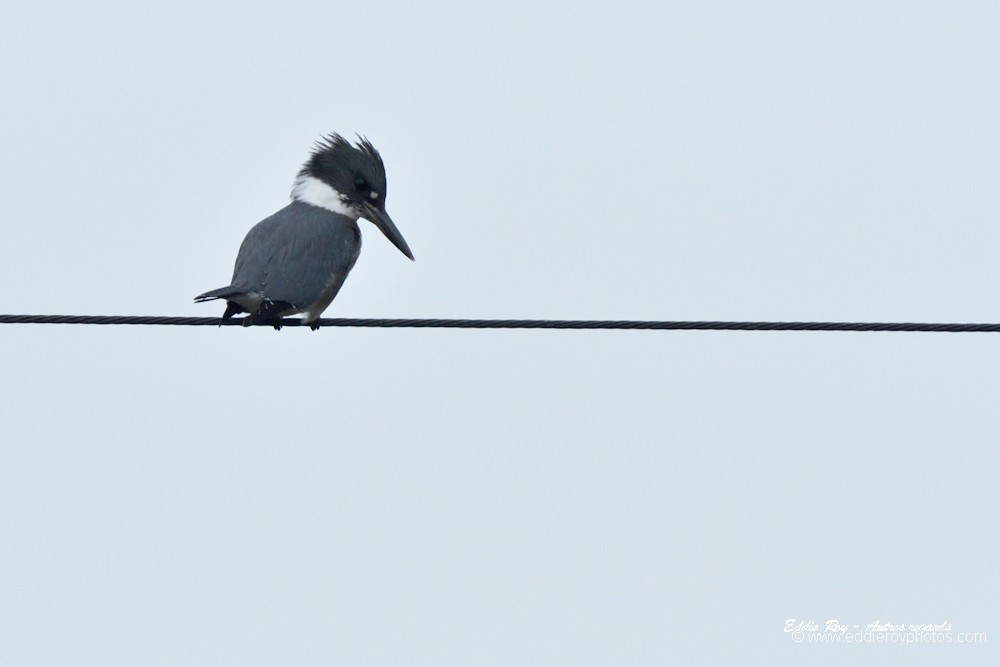 Martin pêcheur d'Amérique