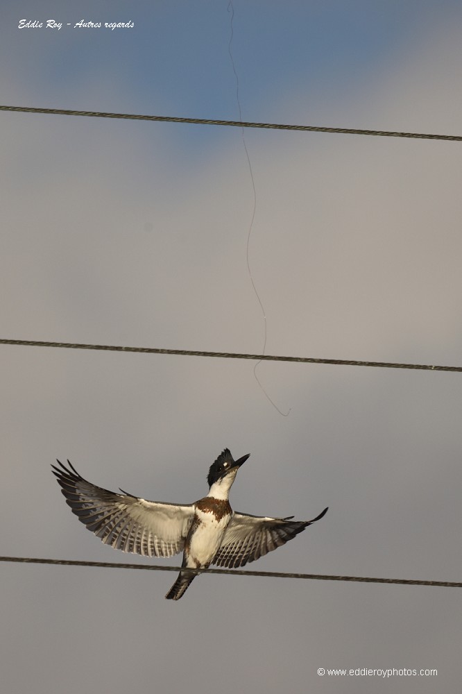 Martin pêcheur d'Amérique