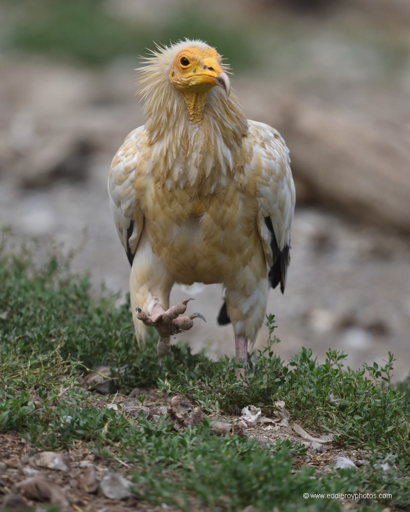 Percnoptère d'Égypte