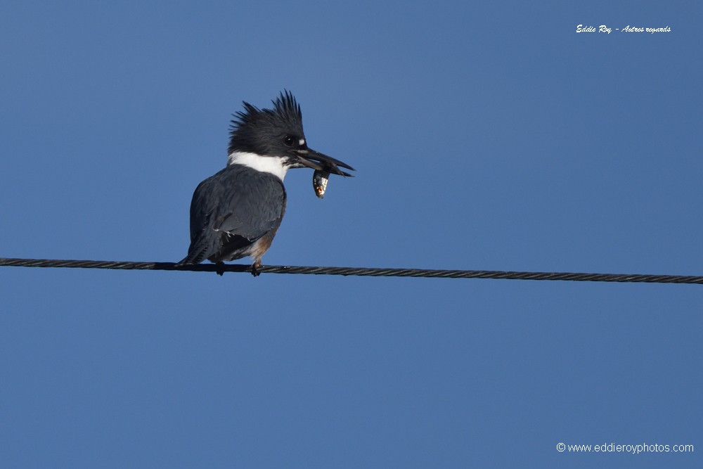 Martin pêcheur d'Amérique