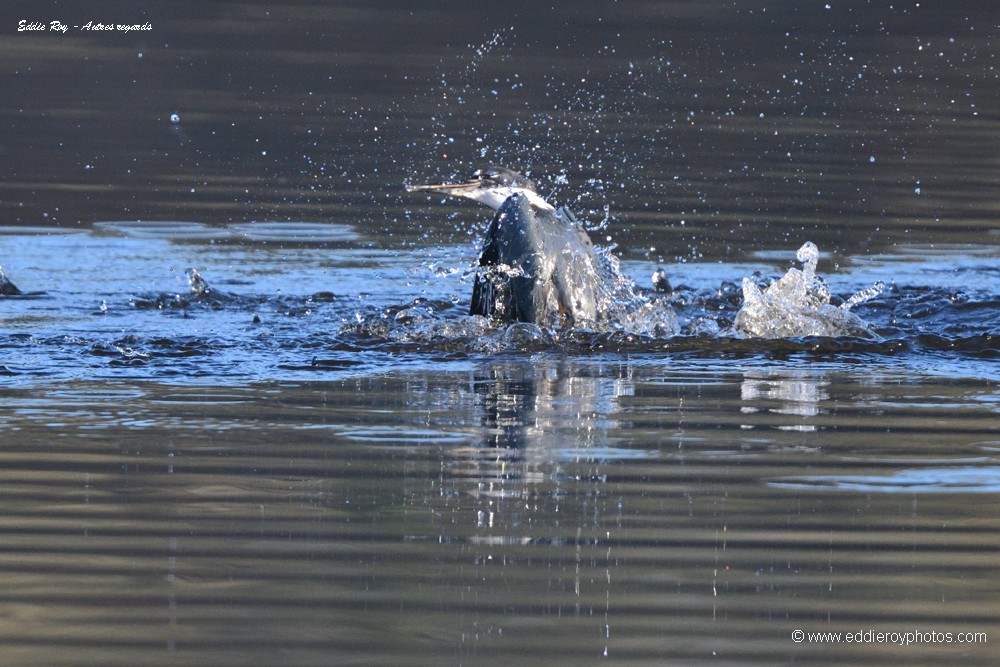 Martin pêcheur d'Amérique