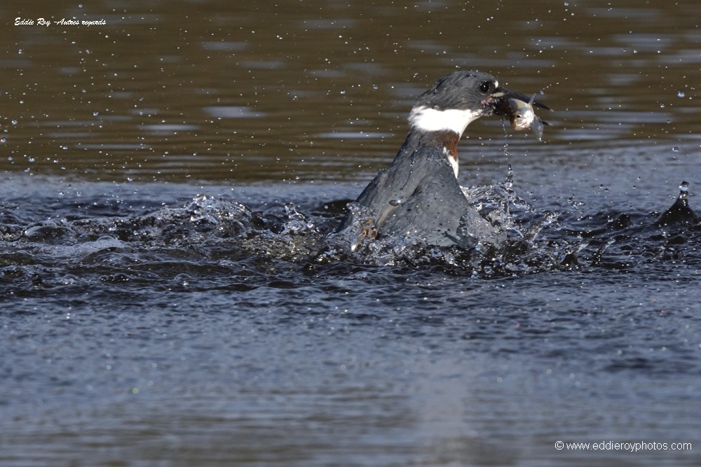 Martin pêcheur d'Amérique