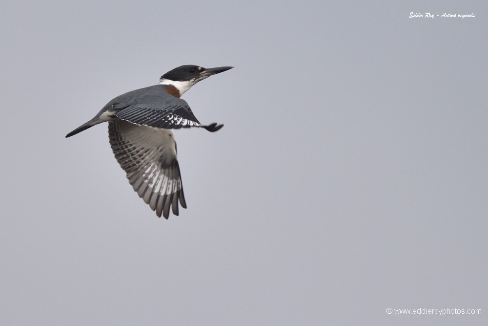 Martin pêcheur d'Amérique