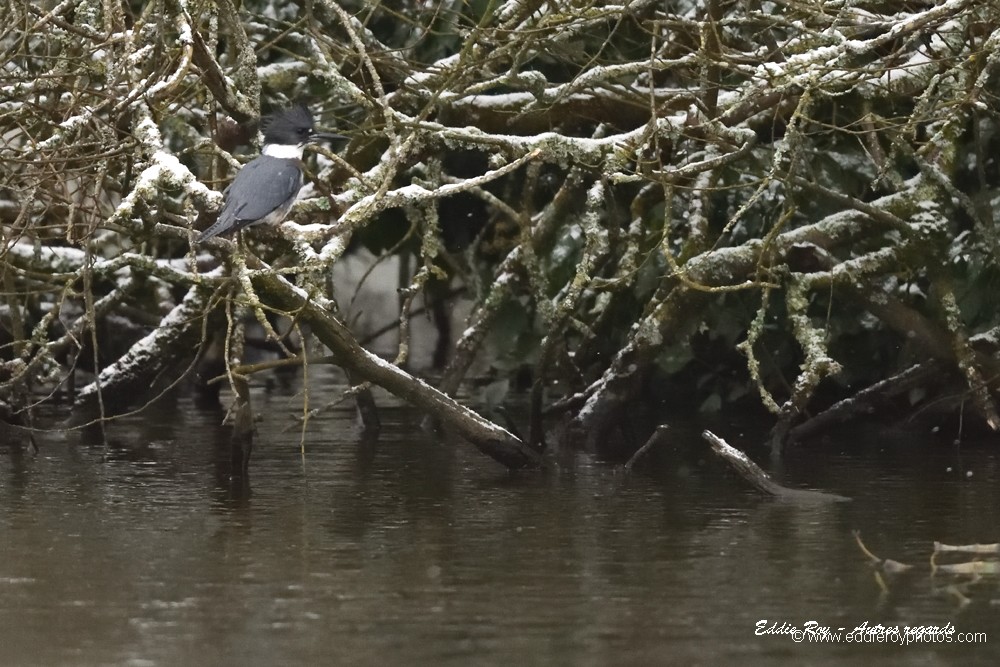 Martin pêcheur d'Amérique
