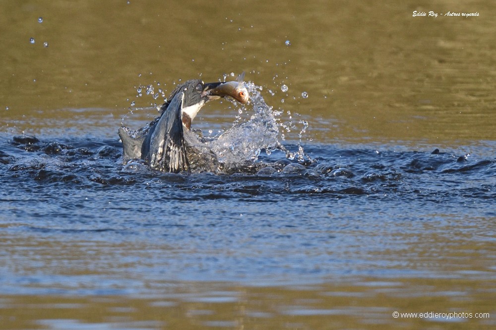 Martin pêcheur d'Amérique