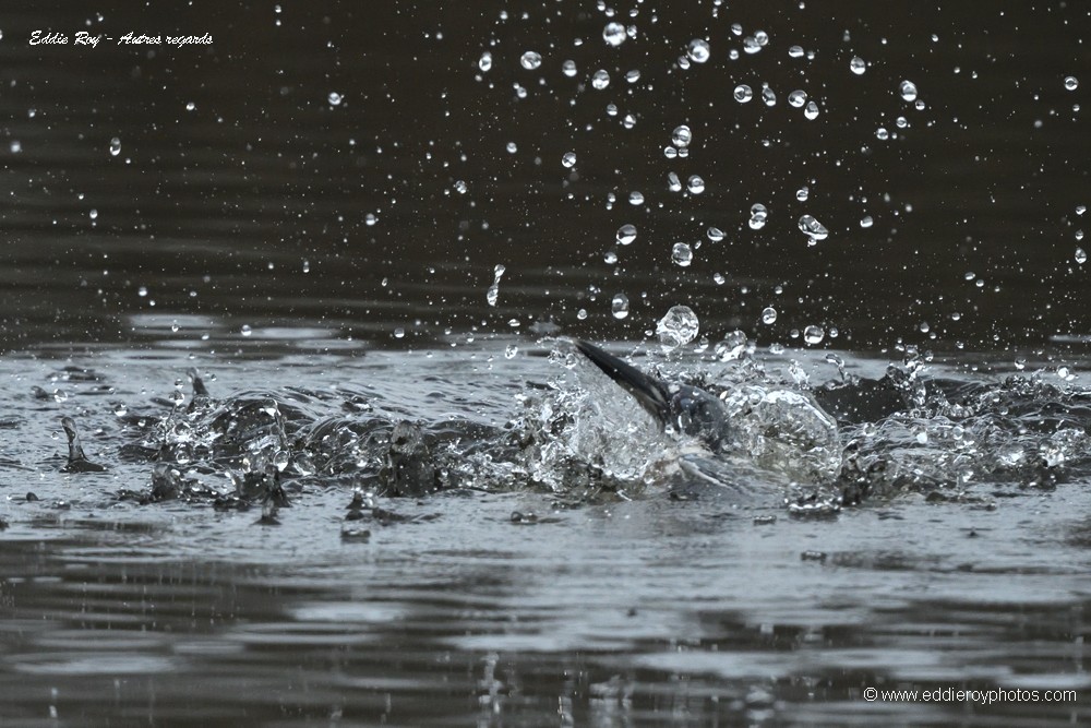 Martin pêcheur d'Amérique