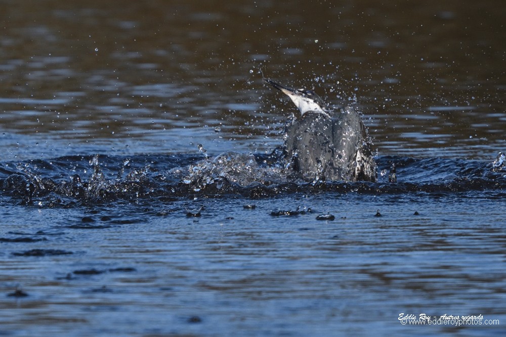 Martin pêcheur d'Amérique